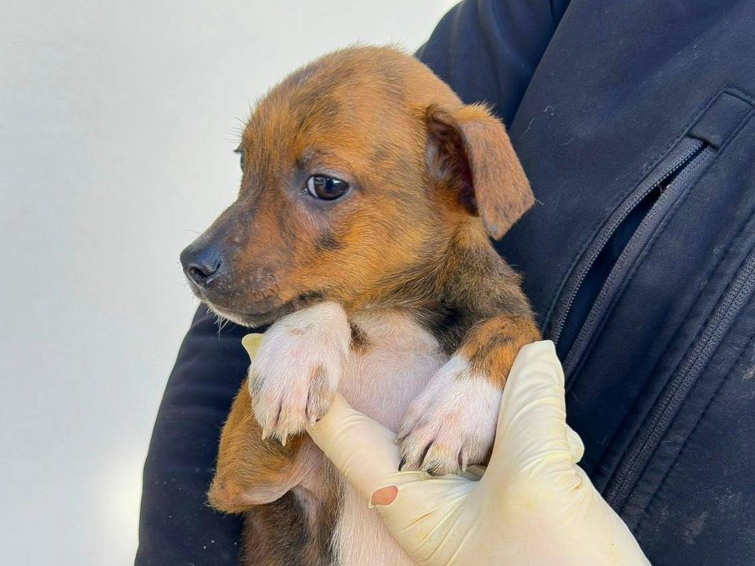Adozione cane, maschio, Razza sconosciuta Razza sconosciuta, 5 mesi, taglia media, Crotone