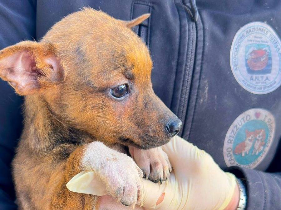 Adotta un cane, maschio, 5 mesi, Crotone