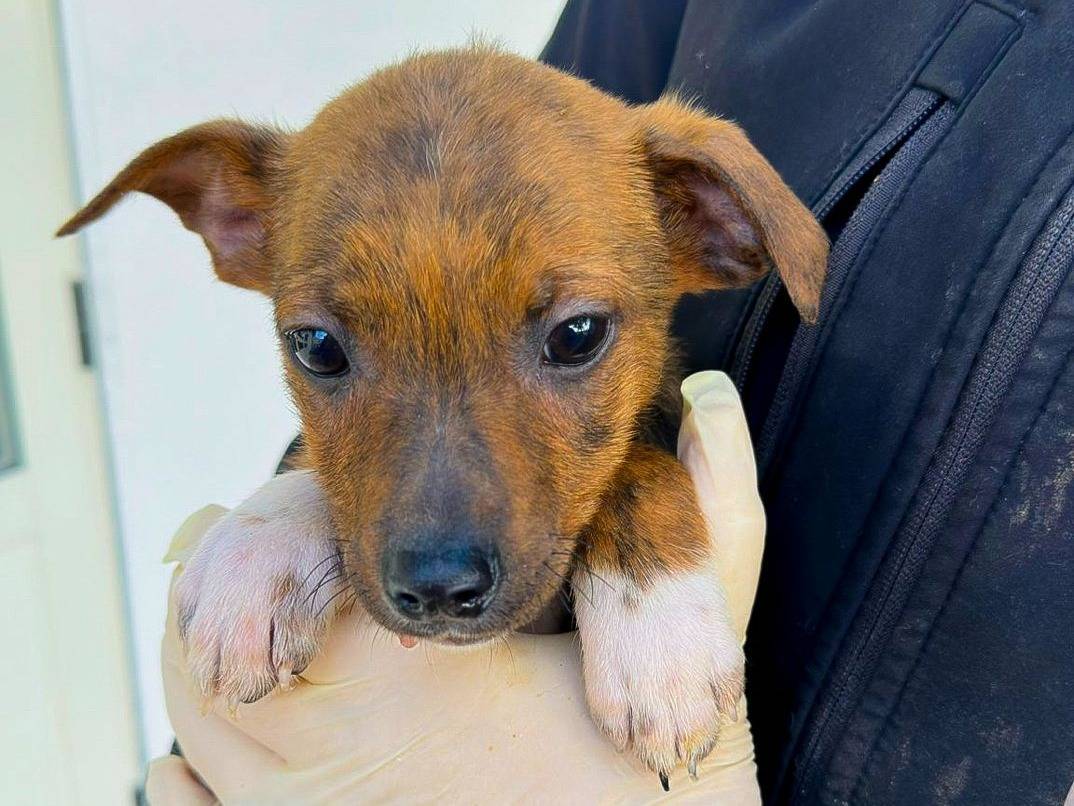 Adotta un cane, taglia media, maschio, Crotone