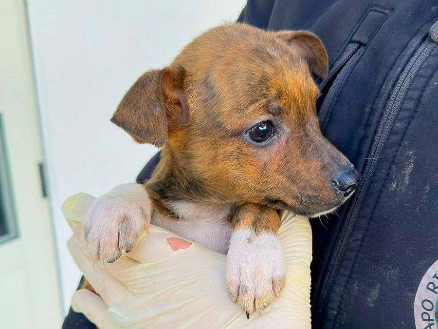 Vuoi adottare un cane a Crotone?