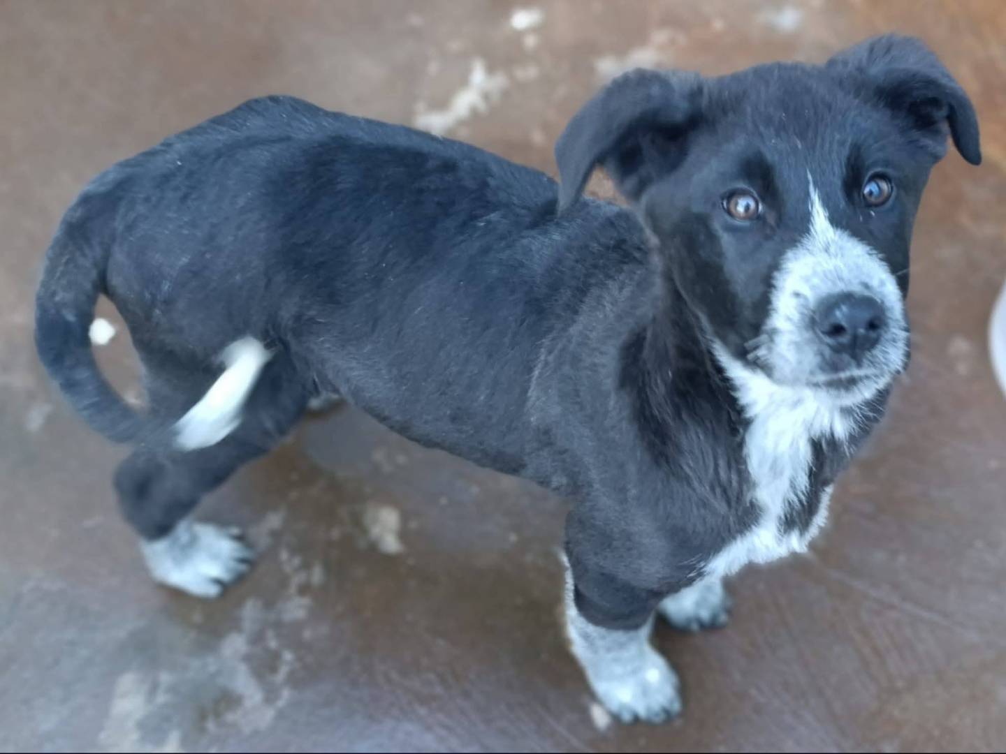 Adozione cane, maschio, Razza sconosciuta Razza sconosciuta, 4 mesi, taglia piccola, Bari