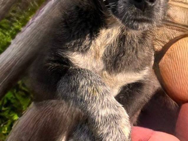 Vuoi adottare un cane a Bari?