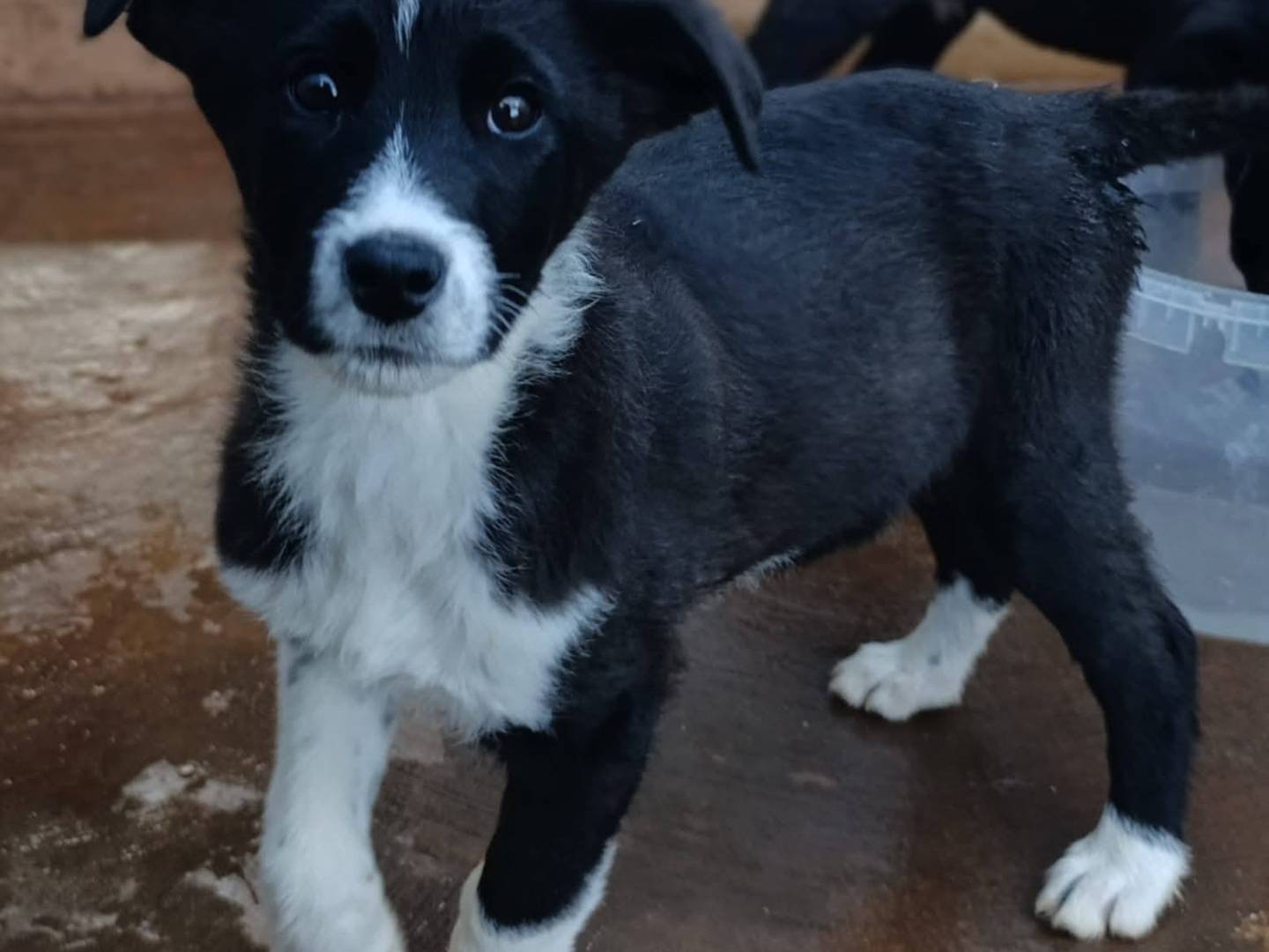 Adozione cane, maschio, Razza sconosciuta Razza sconosciuta, 4 mesi, taglia piccola, Bari