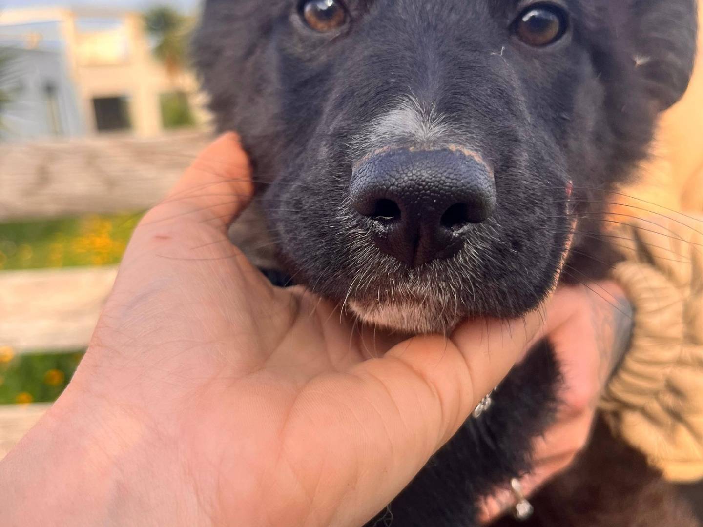 Adotta un cane, taglia grande, maschio, Bari