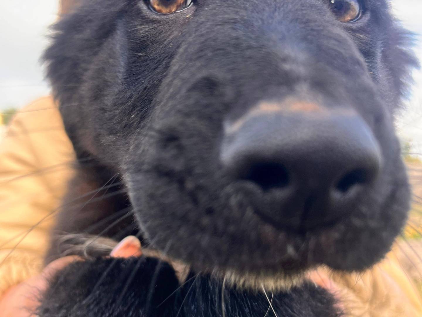 Adotta il cane Ares a Bari