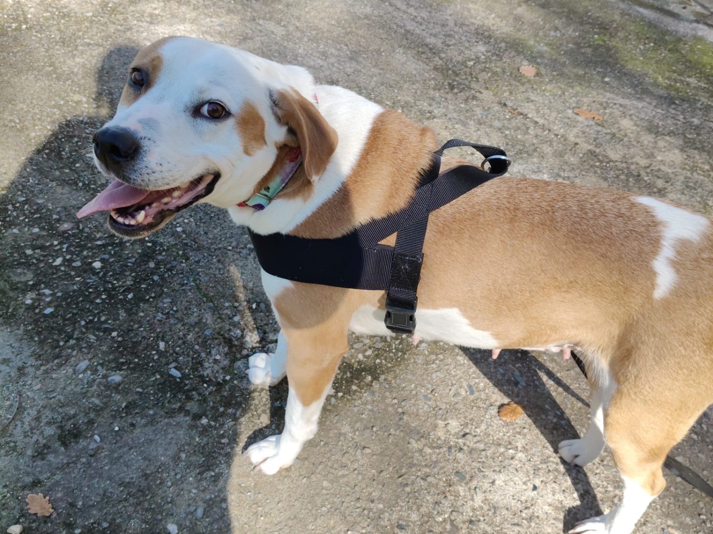 Adotta un cane, femmina, 2 anni e 1 mese, Crotone