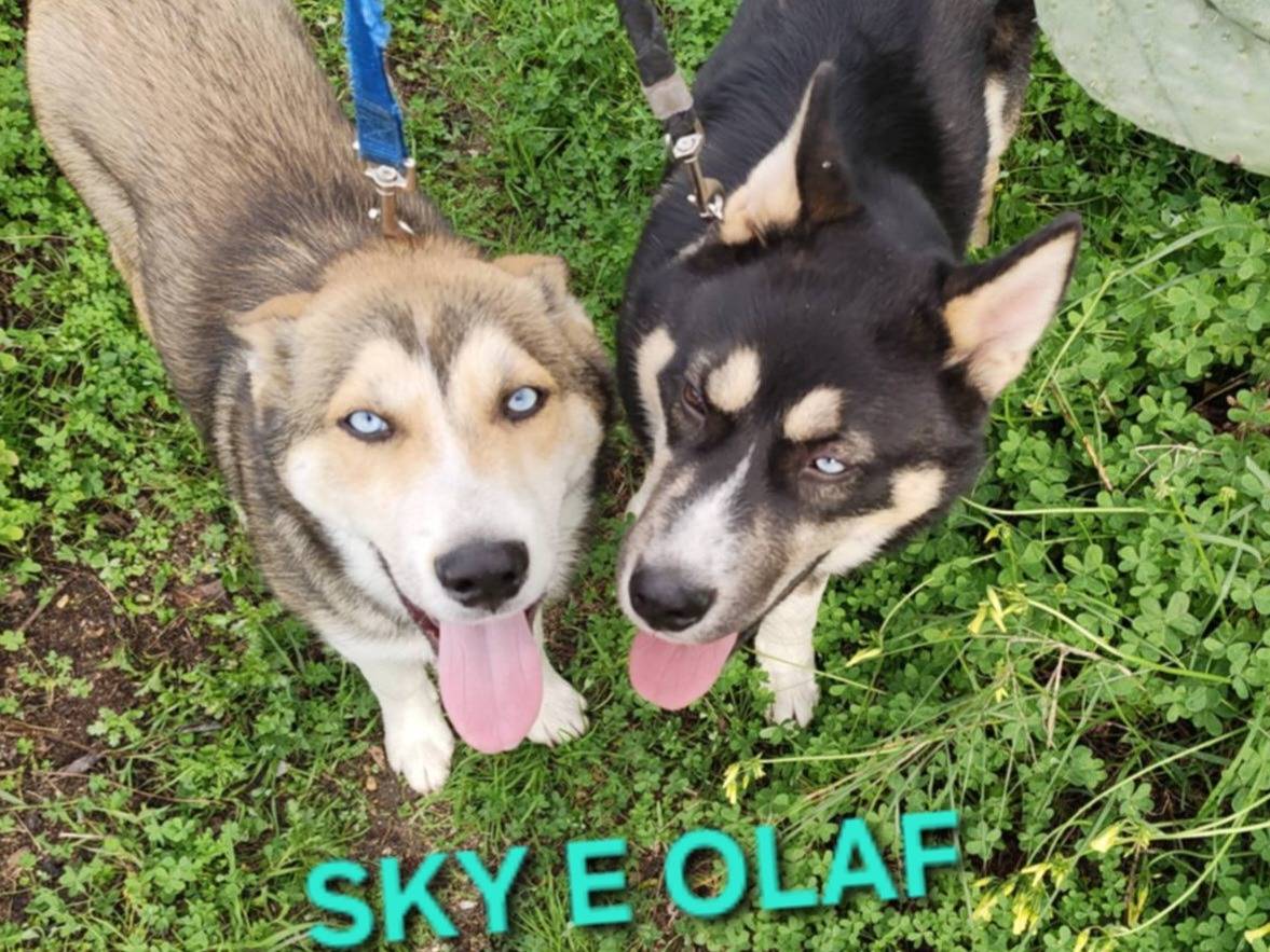 Adozione cane, maschio, Siberian Husky Razza sconosciuta, 6 mesi, taglia media, Varese