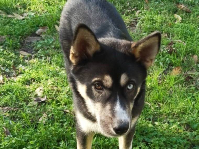 Adotta un cane, maschio, 6 mesi, Varese