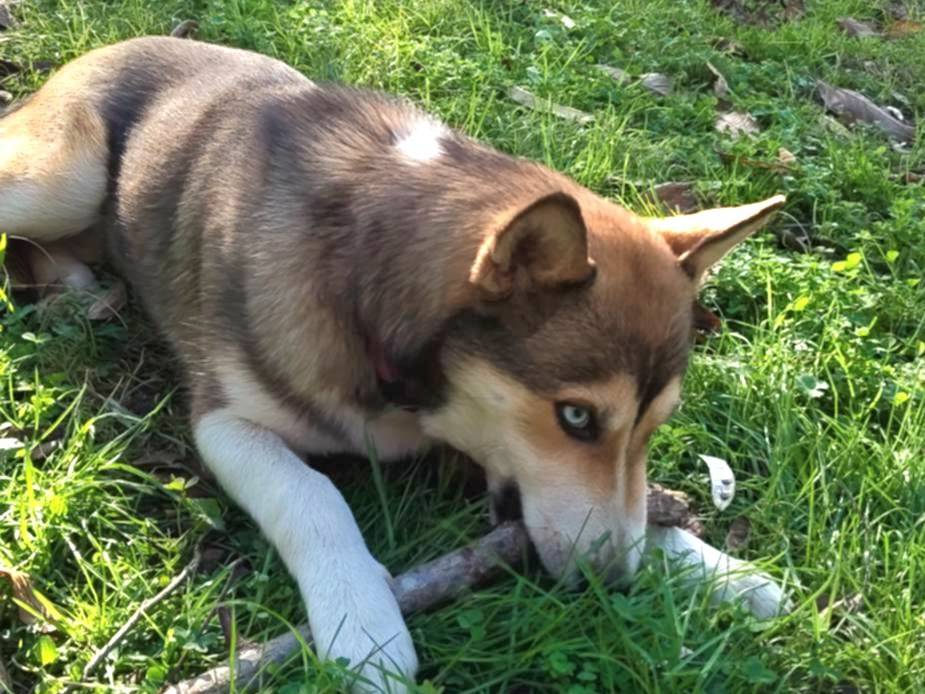 Adotta un cane, taglia media, maschio, Varese
