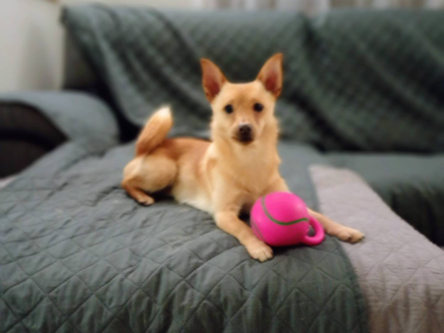 Adotta un cane, maschio, 1 anno e 1 mese, Firenze