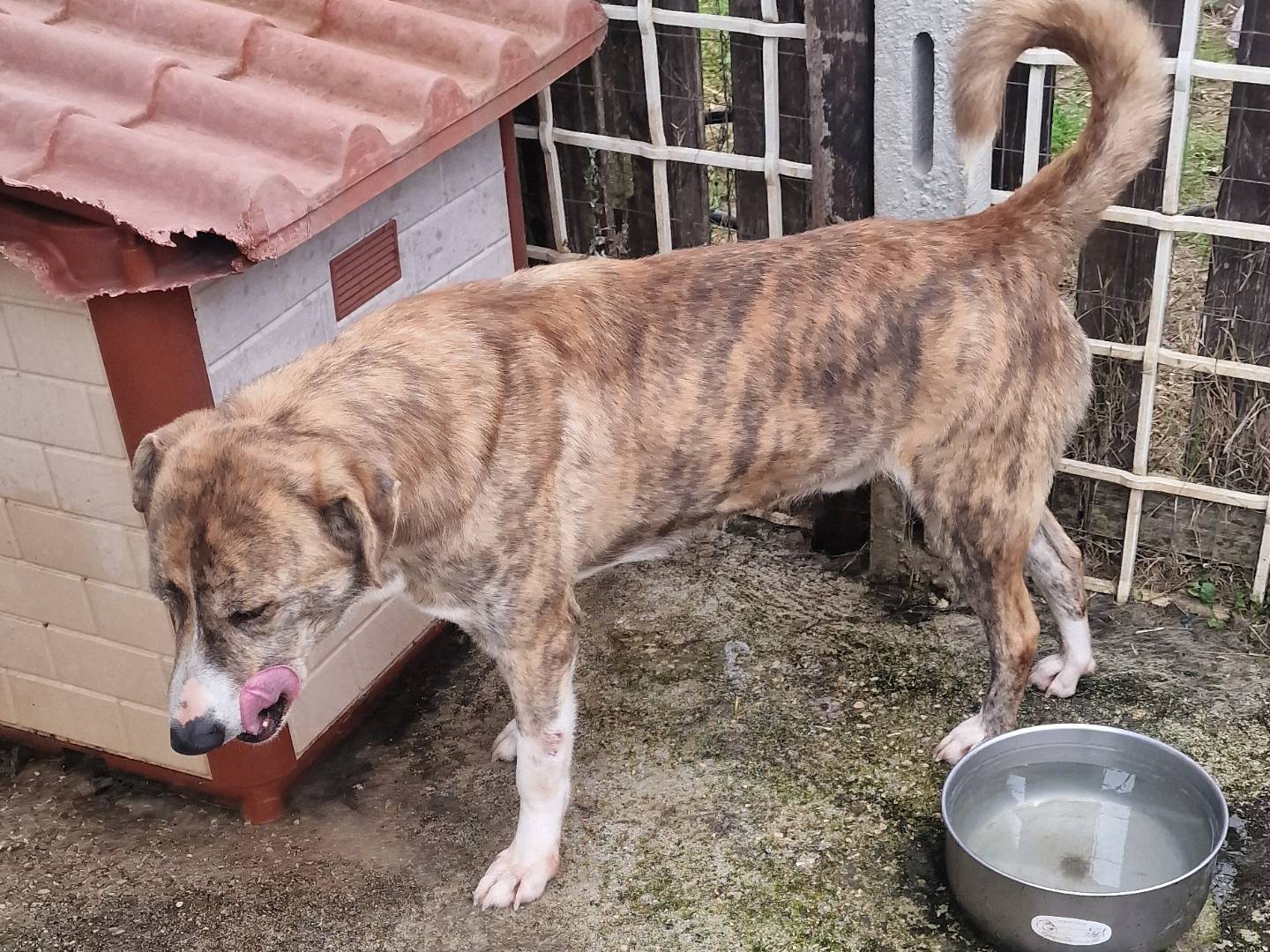 Adotta un cane, maschio, 4 anni e 11 mesi, Latina