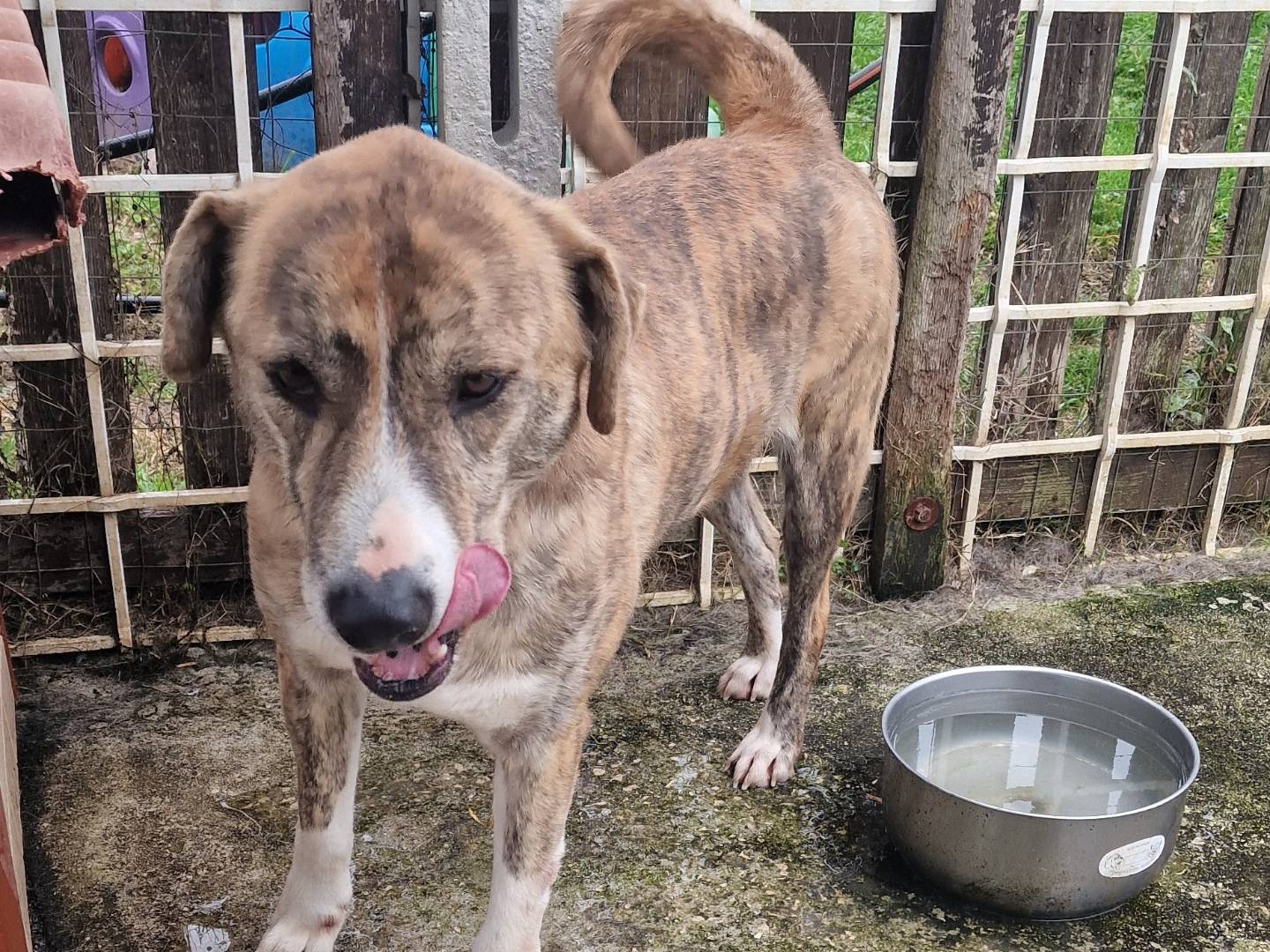 Vuoi adottare un cane a Latina?