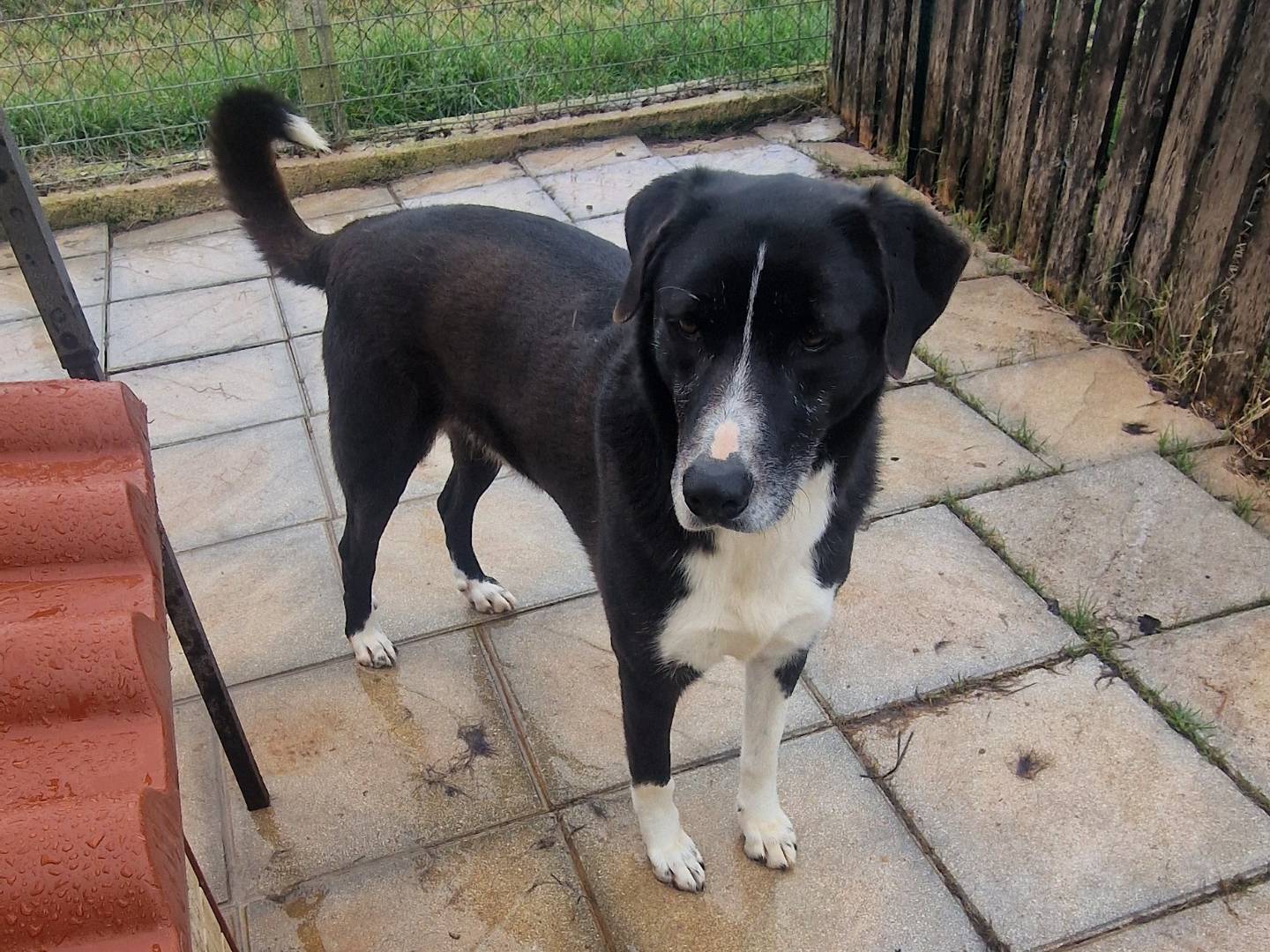 Adotta un cane, maschio, 4 anni e 11 mesi, Latina