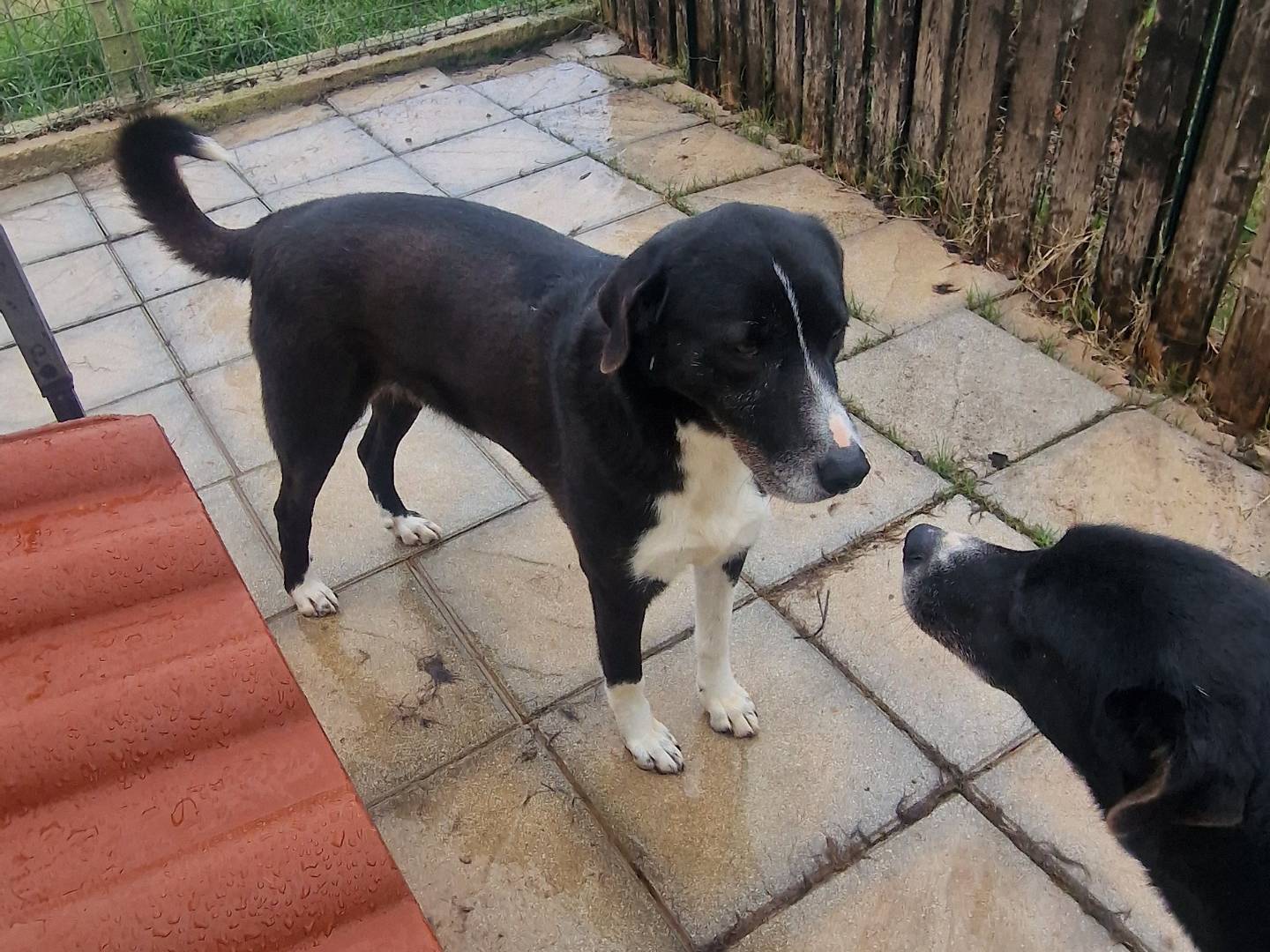 Adotta il cane Bard a Latina