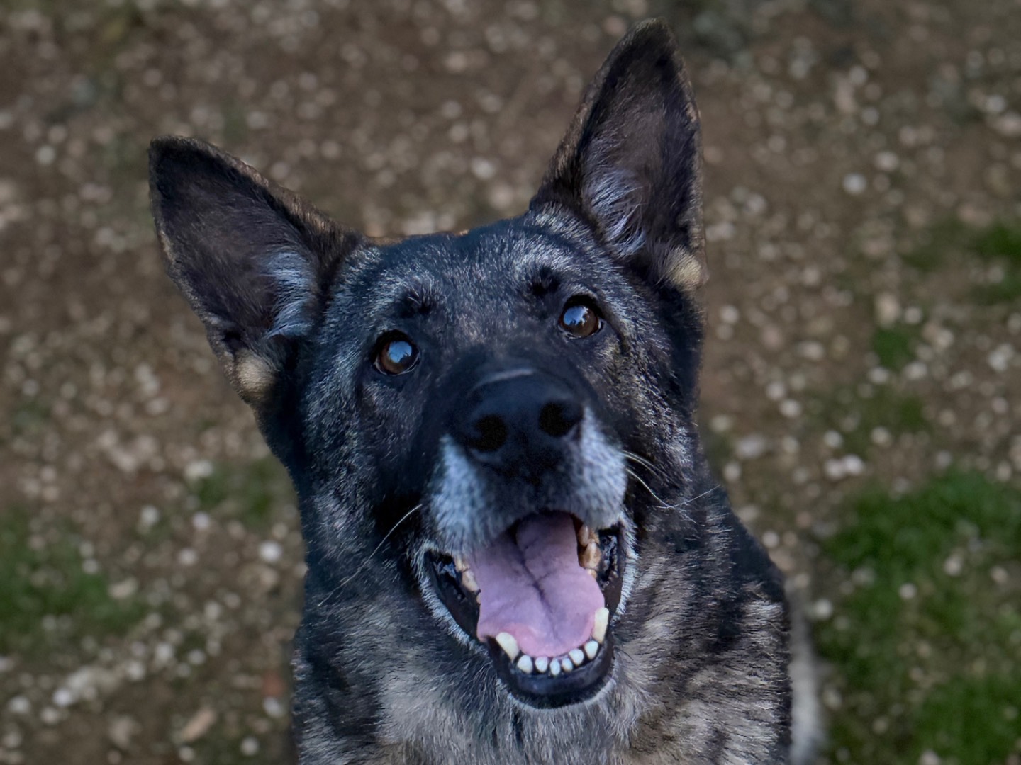 Adozione cane, femmina, Pastore tedesco Razza sconosciuta, 6 anni e 11 mesi, taglia media, Bari