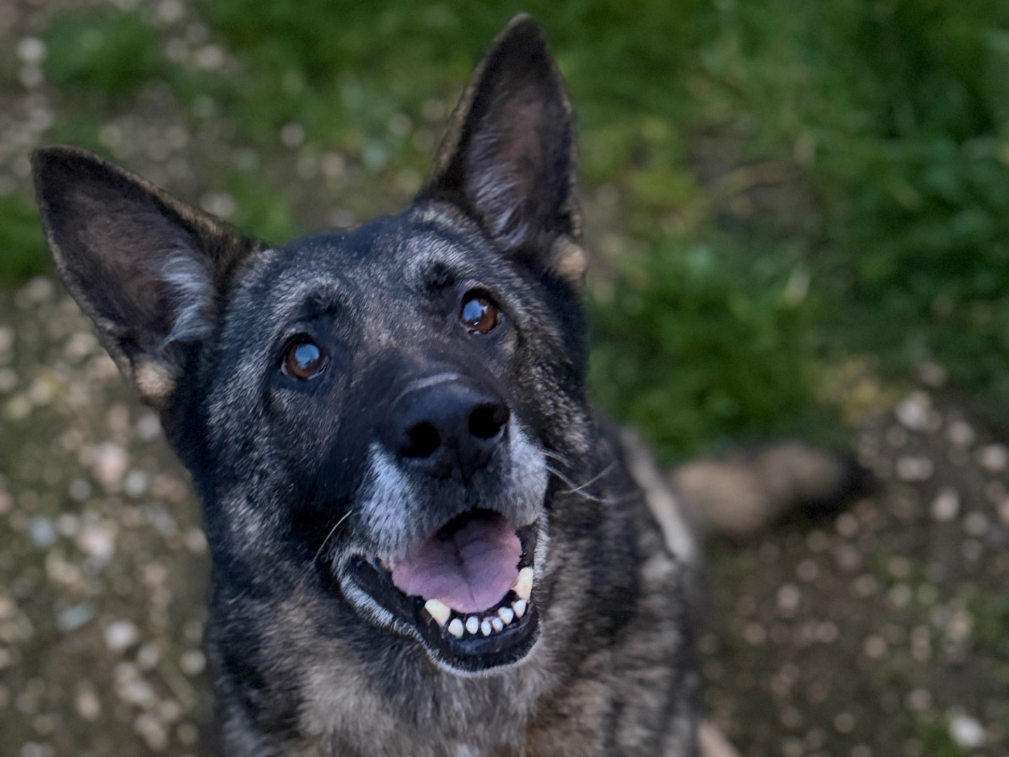 Adotta un cane, femmina, 6 anni e 11 mesi, Bari
