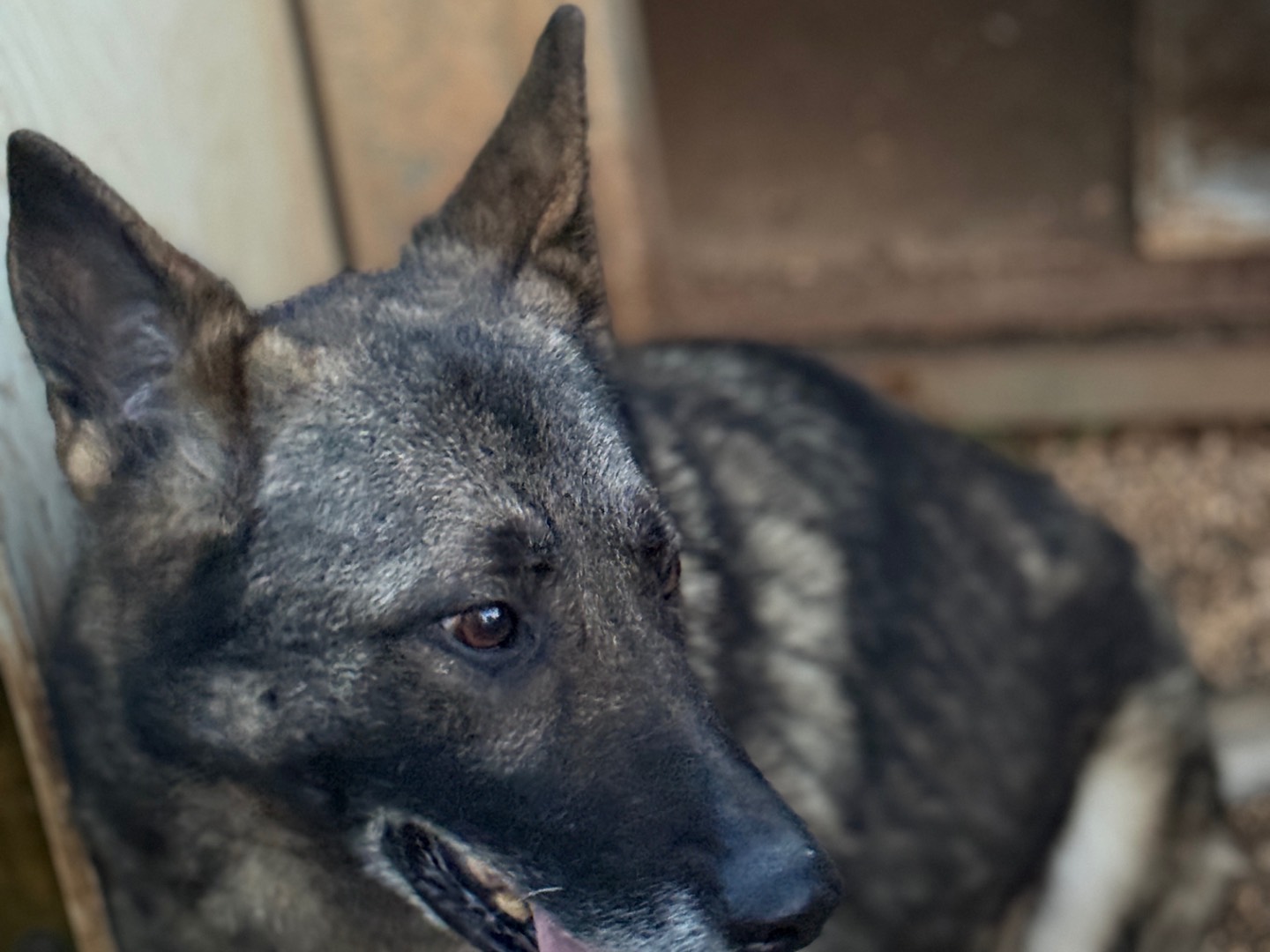 Adotta un cane, taglia media, femmina, Bari