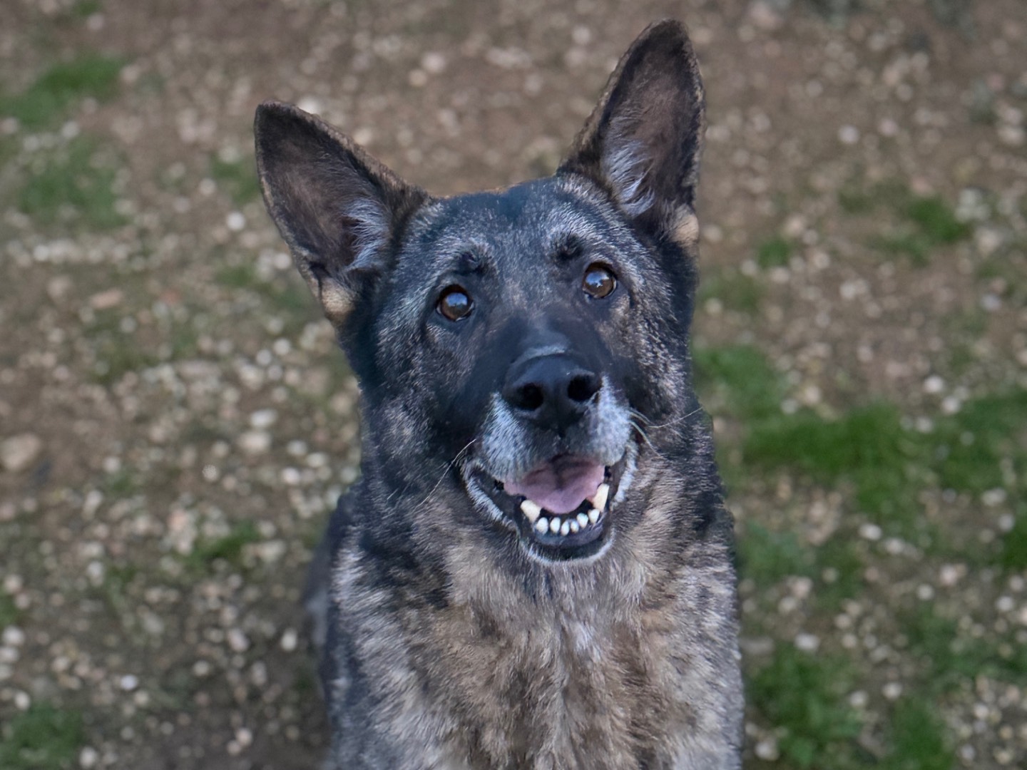 Vuoi adottare un cane a Bari?