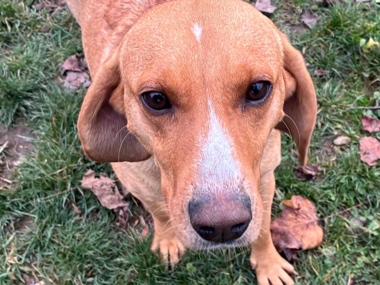 Adotta un cane, taglia media, femmina, Milano