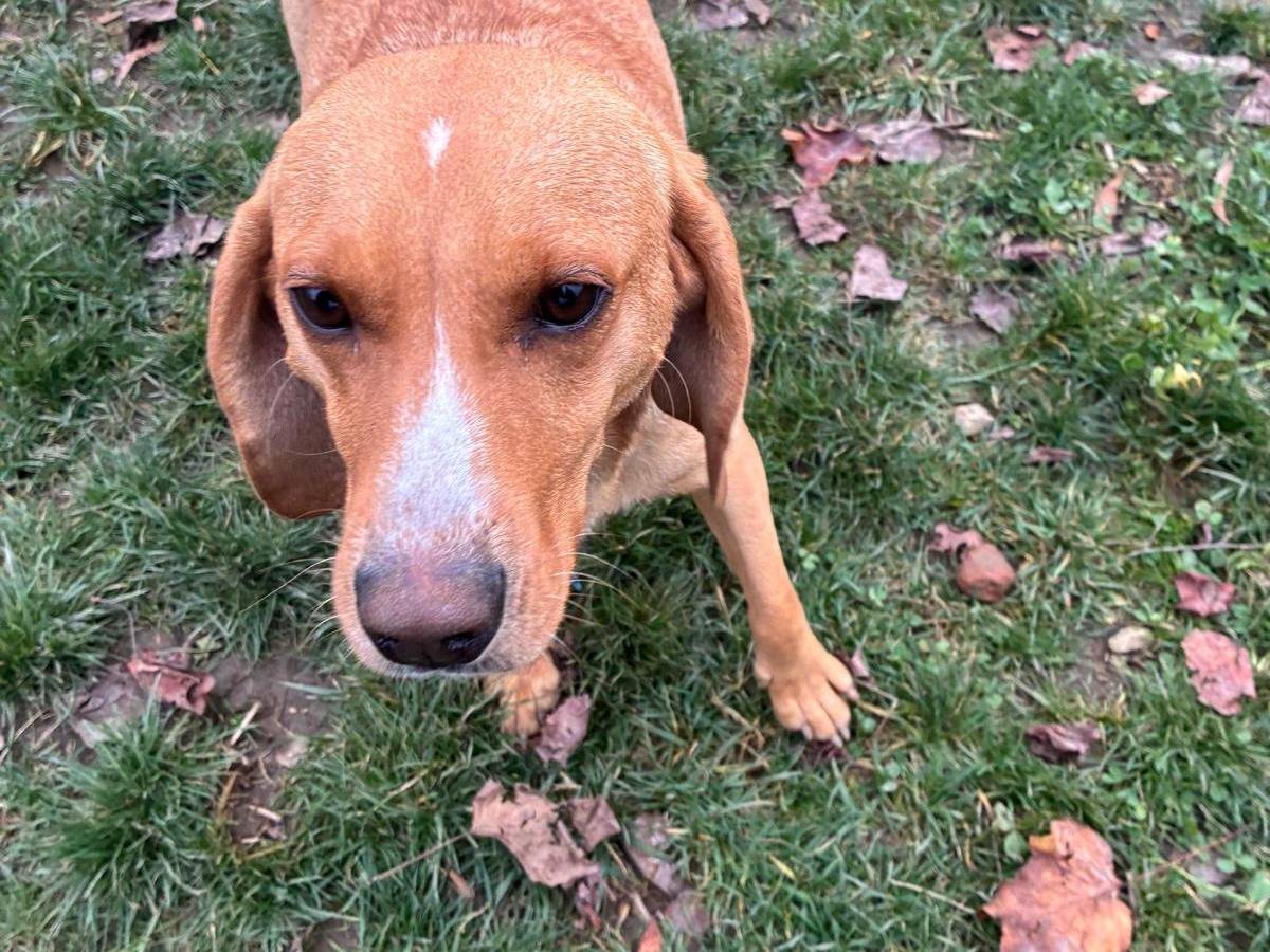 Vuoi adottare un cane a Milano?