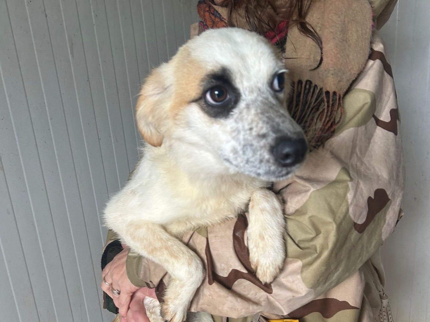 Adotta un cane, maschio, 7 mesi, Trapani