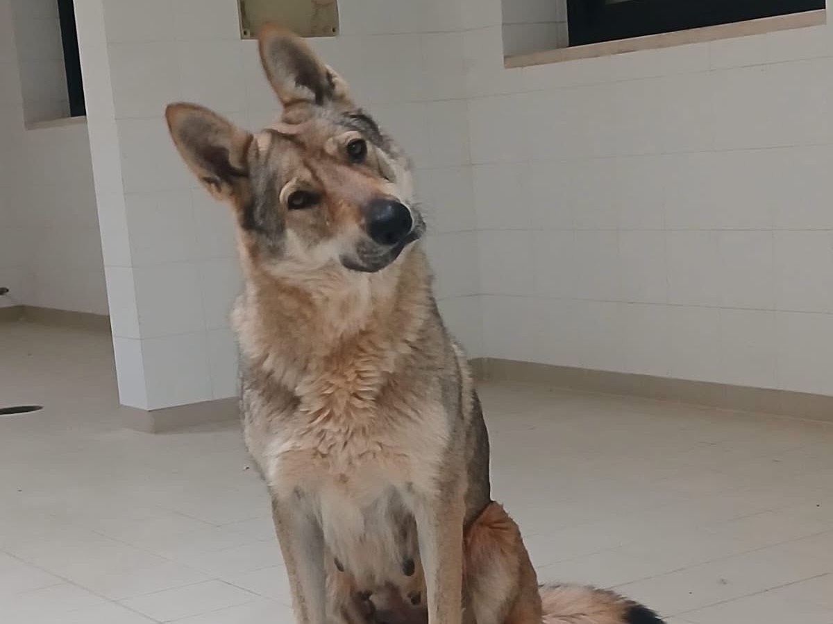Adotta il cane Bella a Bari