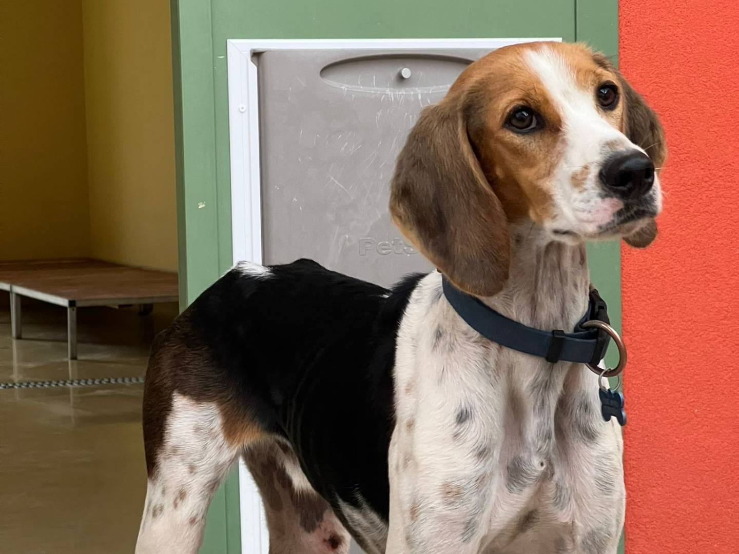 Vuoi adottare un cane a Milano?