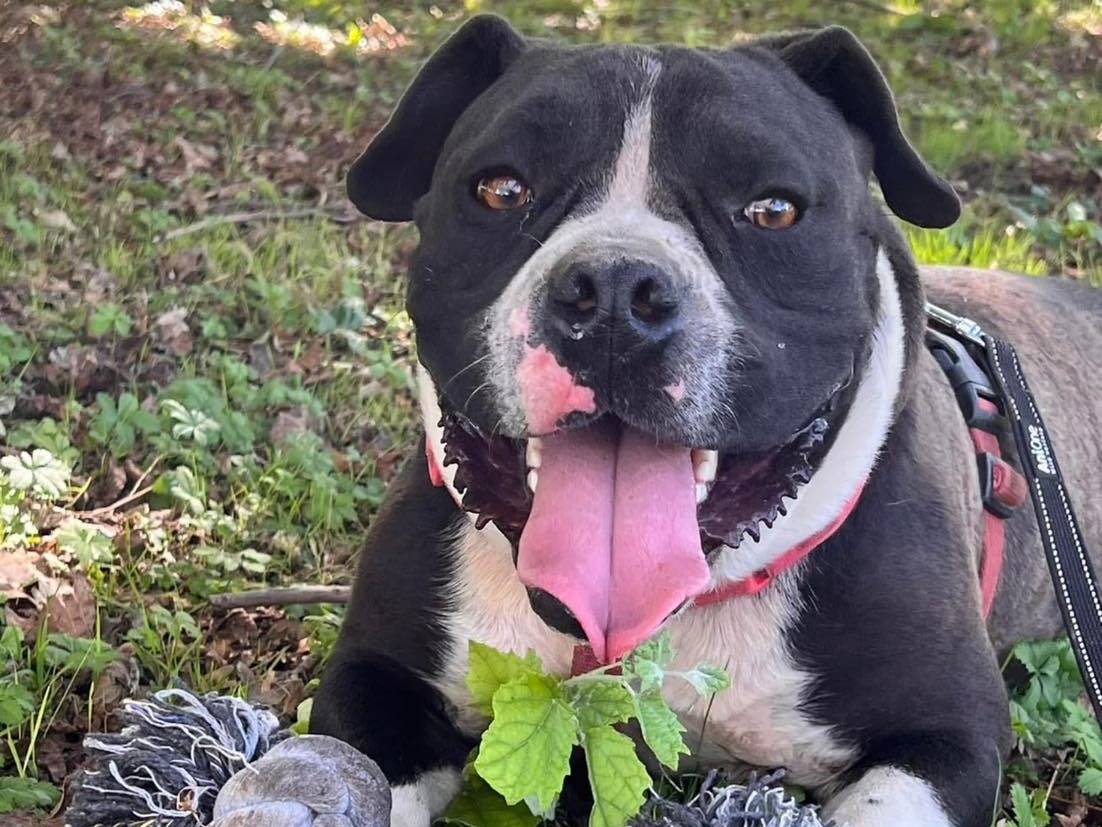 Adozione cane, maschio, Razza sconosciuta Razza sconosciuta, 5 anni e 2 mesi, taglia piccola, Bergamo