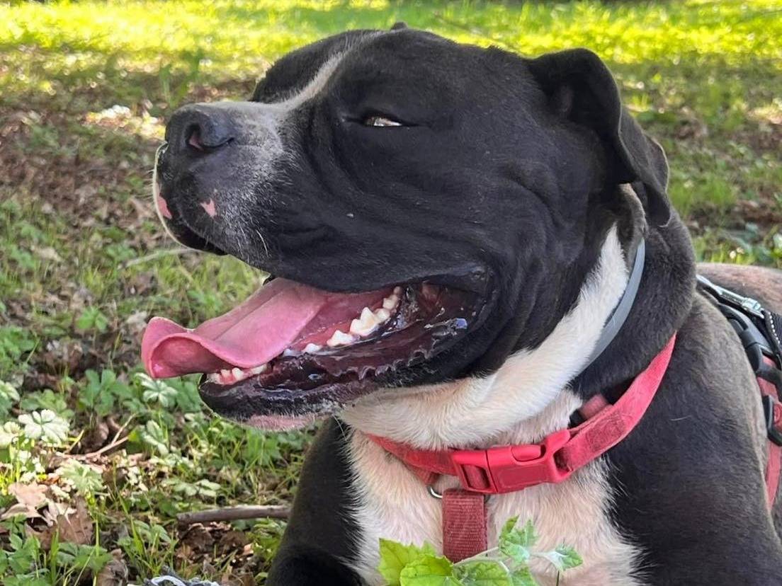 Adotta un cane, maschio, 5 anni e 2 mesi, Bergamo