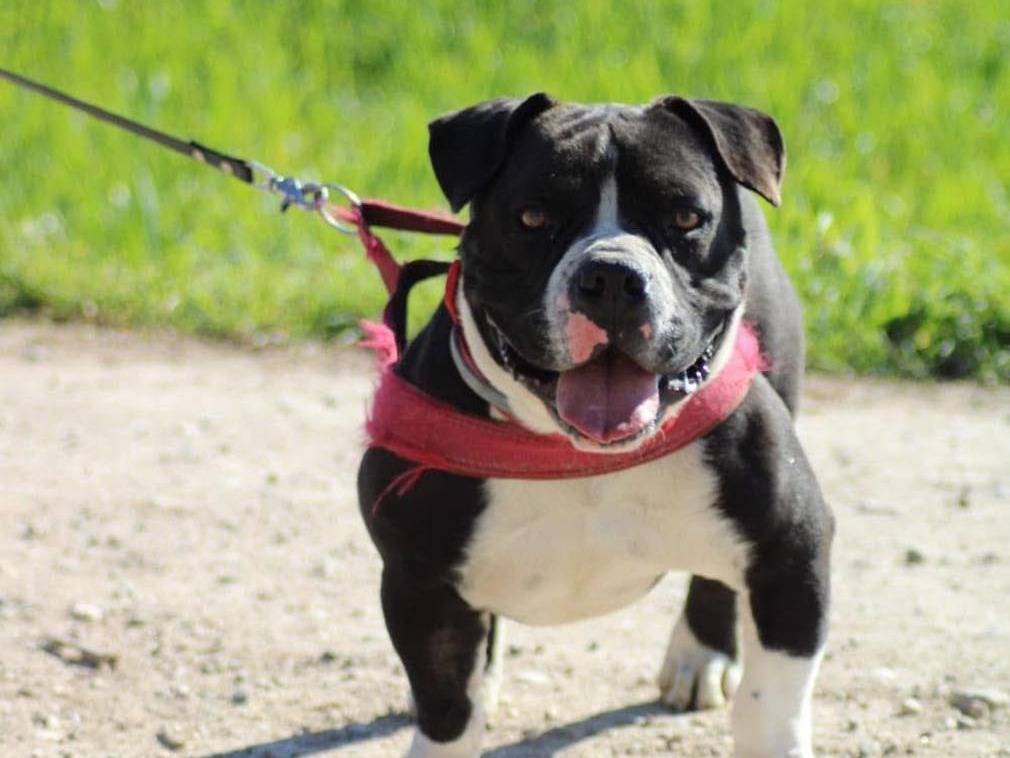 Adotta un cane, taglia piccola, maschio, Bergamo