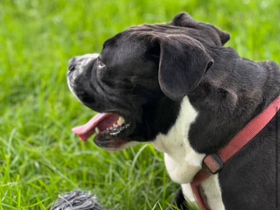 Vuoi adottare un cane a Bergamo?