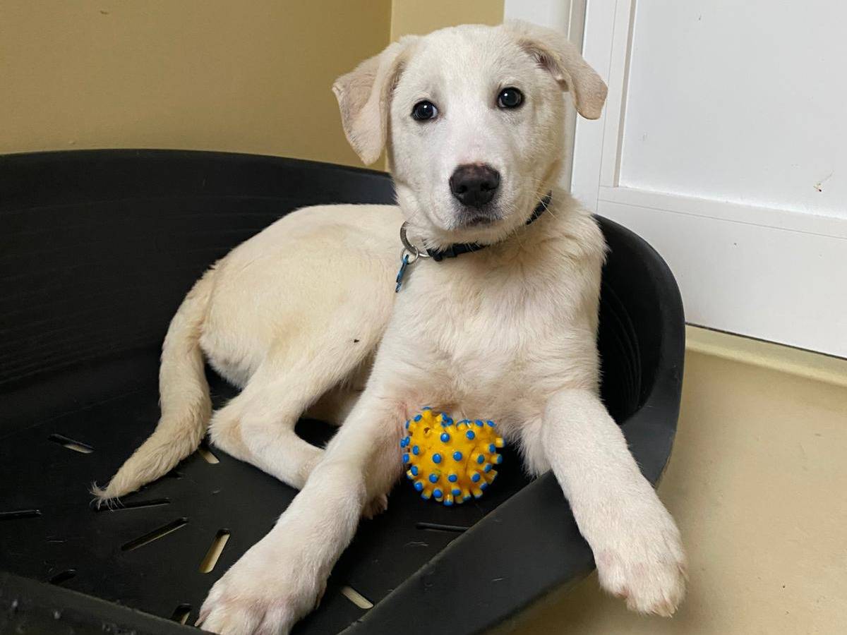Adotta un cane, taglia grande, maschio, Milano