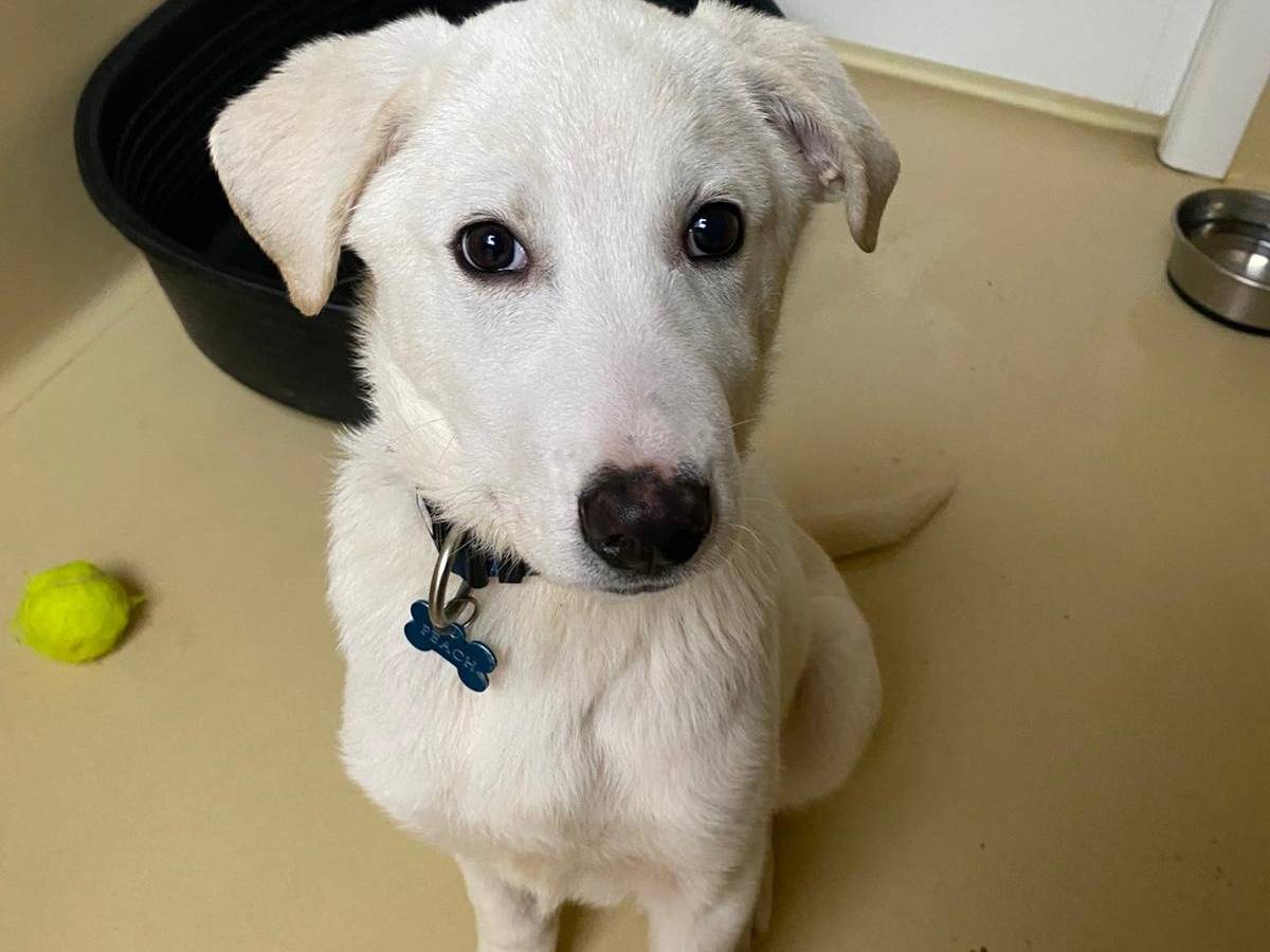 Adozione cane, maschio, Pastore maremmano Razza sconosciuta, 4 mesi, taglia grande, Milano