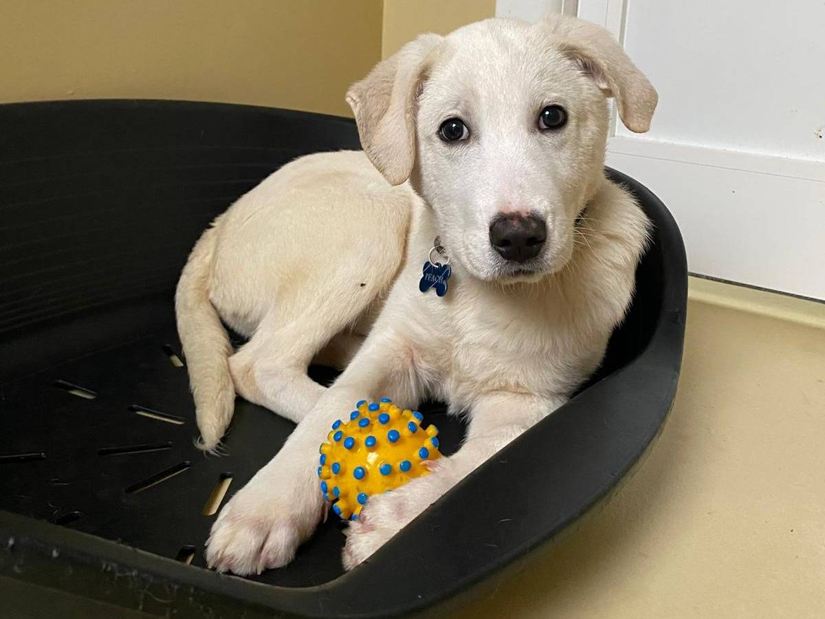 Vuoi adottare un cane a Milano?