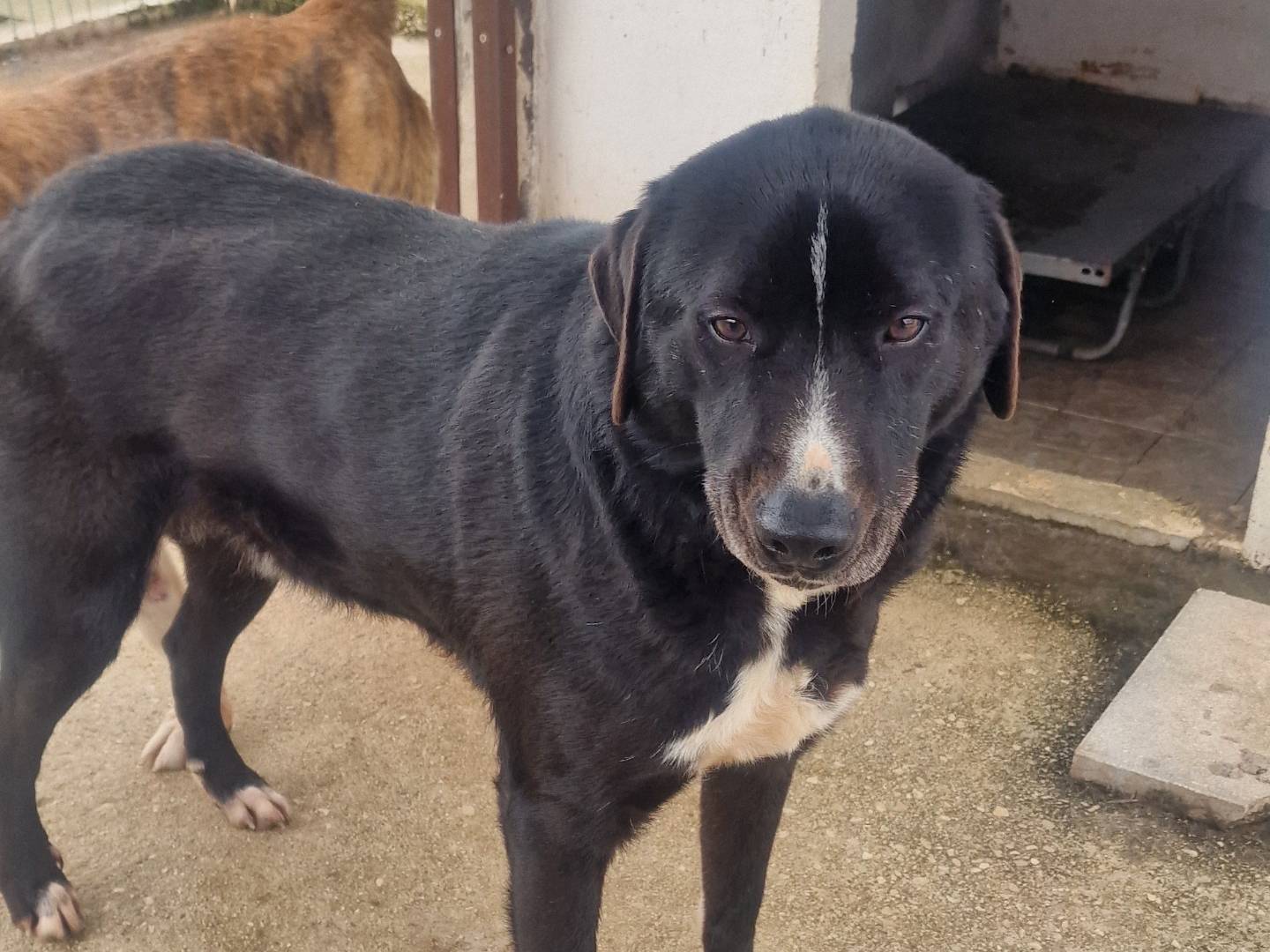 Adotta un cane, maschio, 4 anni e 11 mesi, Latina