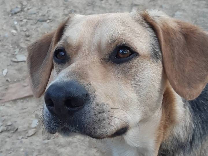 Vuoi adottare un cane a Pistoia?