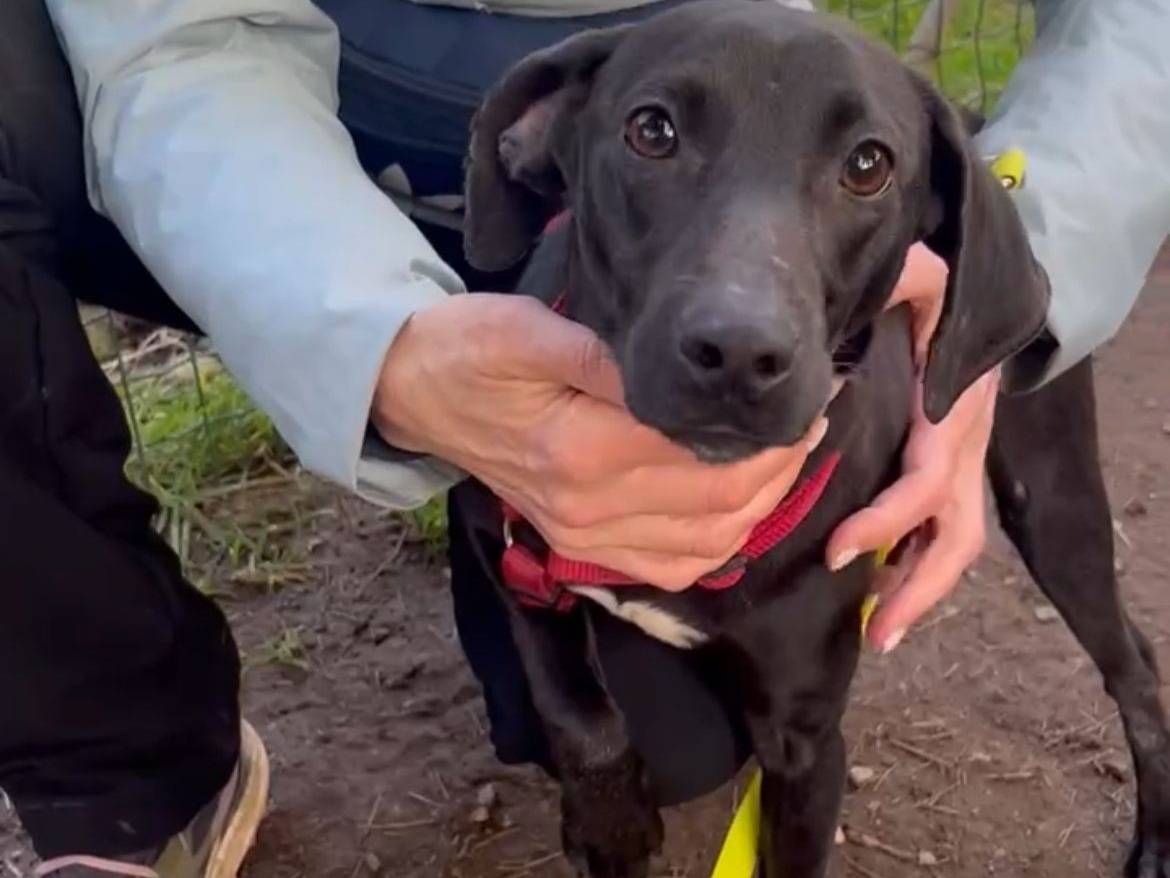 Adotta un cane, maschio, 1 anno e 3 mesi, Milano