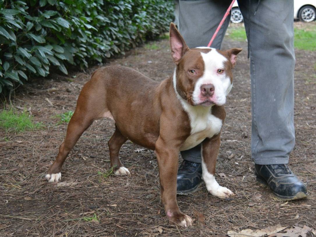 Adotta un cane, femmina, 2 anni e 3 mesi, Roma