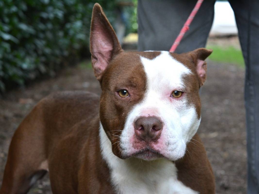 Adotta un cane, taglia media, femmina, Roma