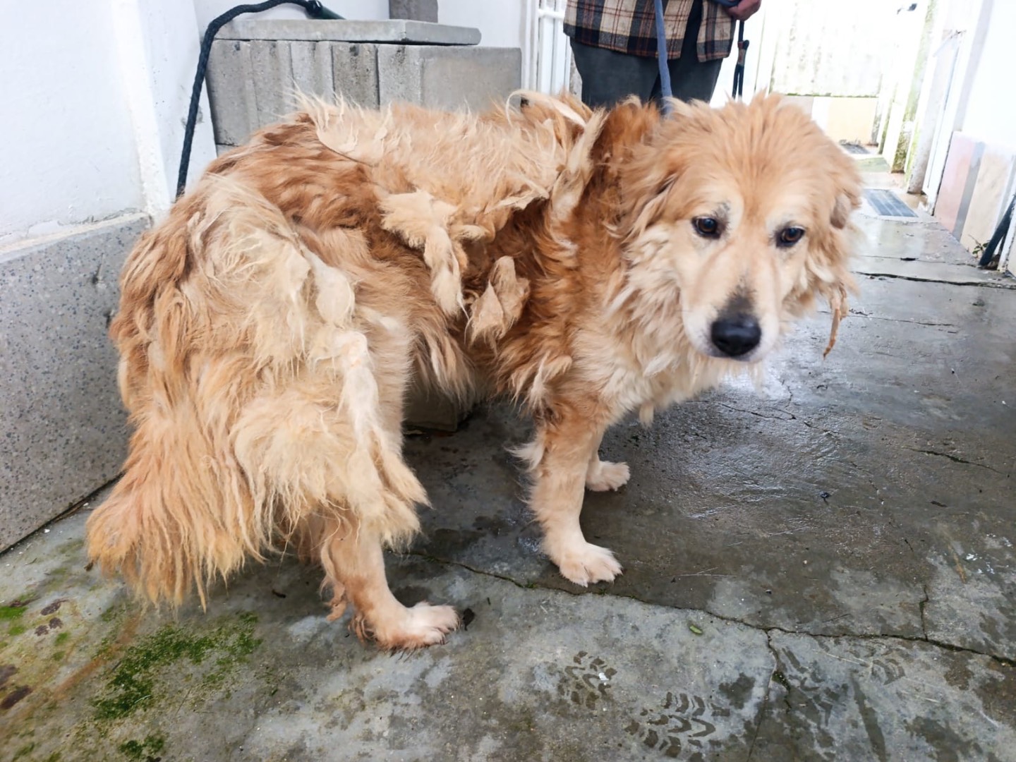 Adotta un cane, maschio, 7 anni e 1 mese, Trento