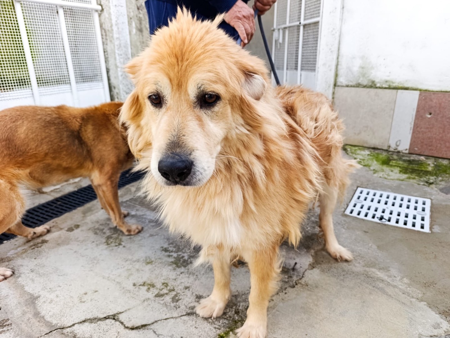 Adotta il cane Lazzaro a Trento