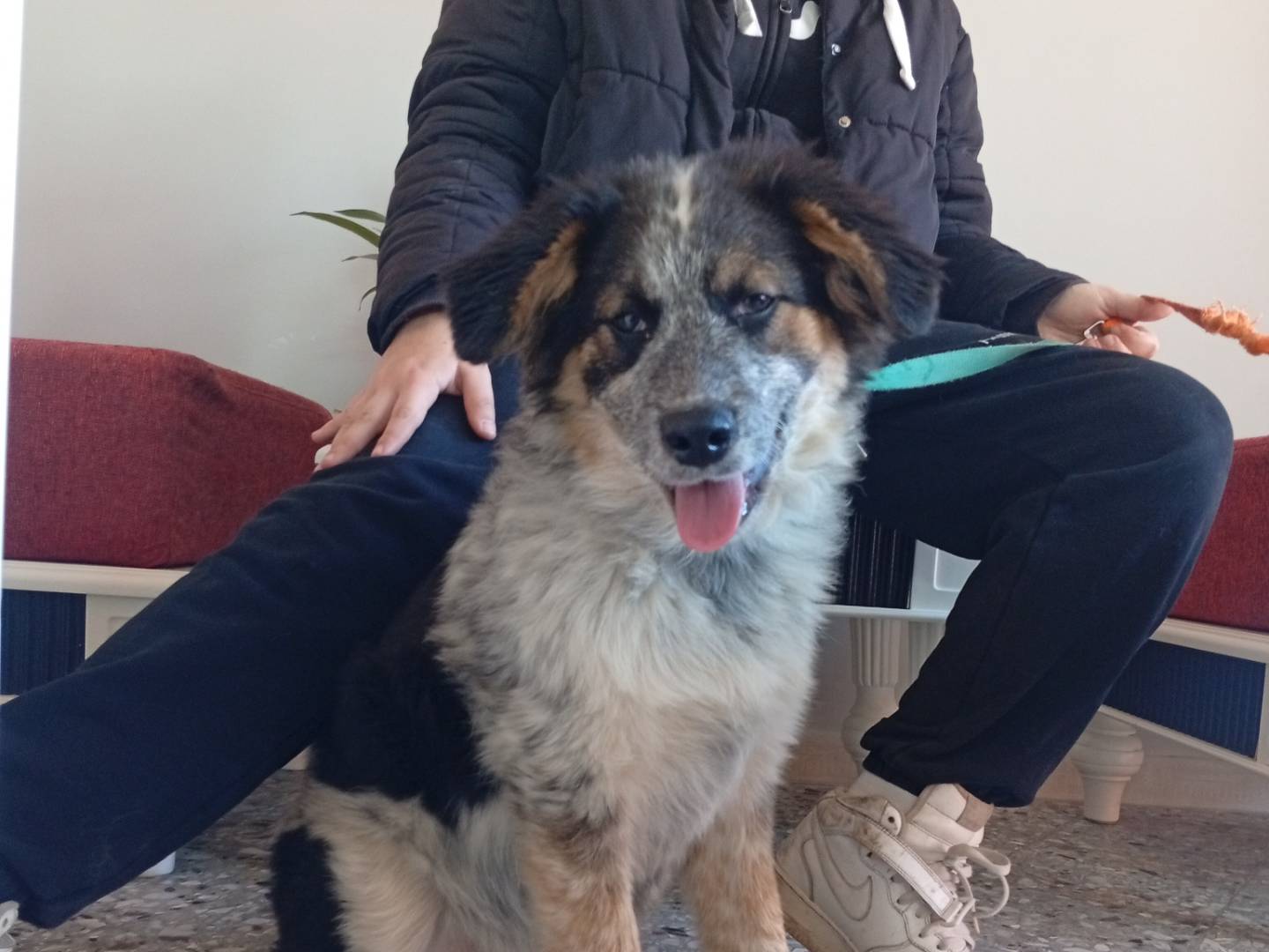 Adozione cane, maschio, Razza sconosciuta Razza sconosciuta, 5 mesi, taglia grande, Roma