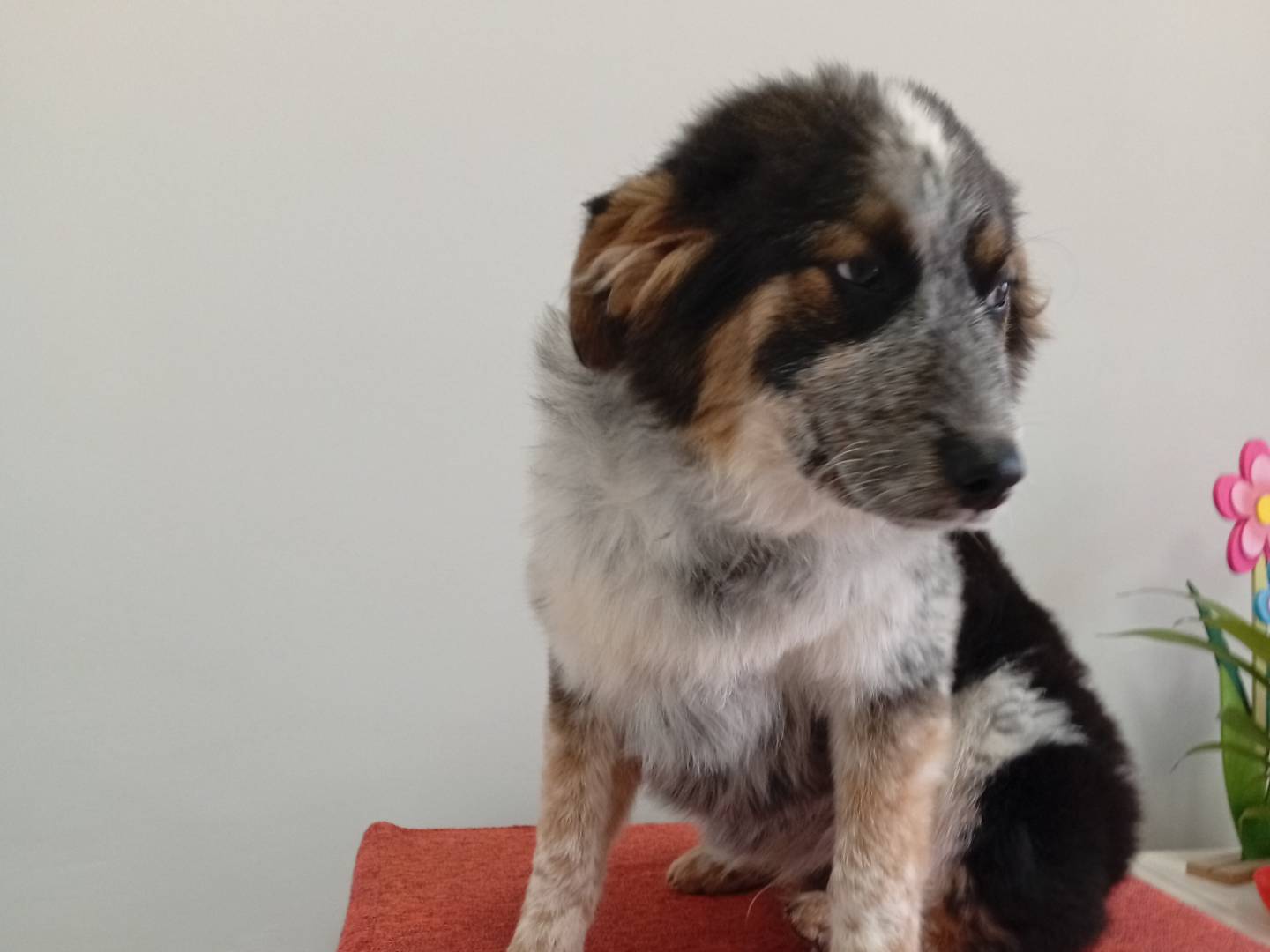 Adotta un cane, taglia grande, maschio, Roma