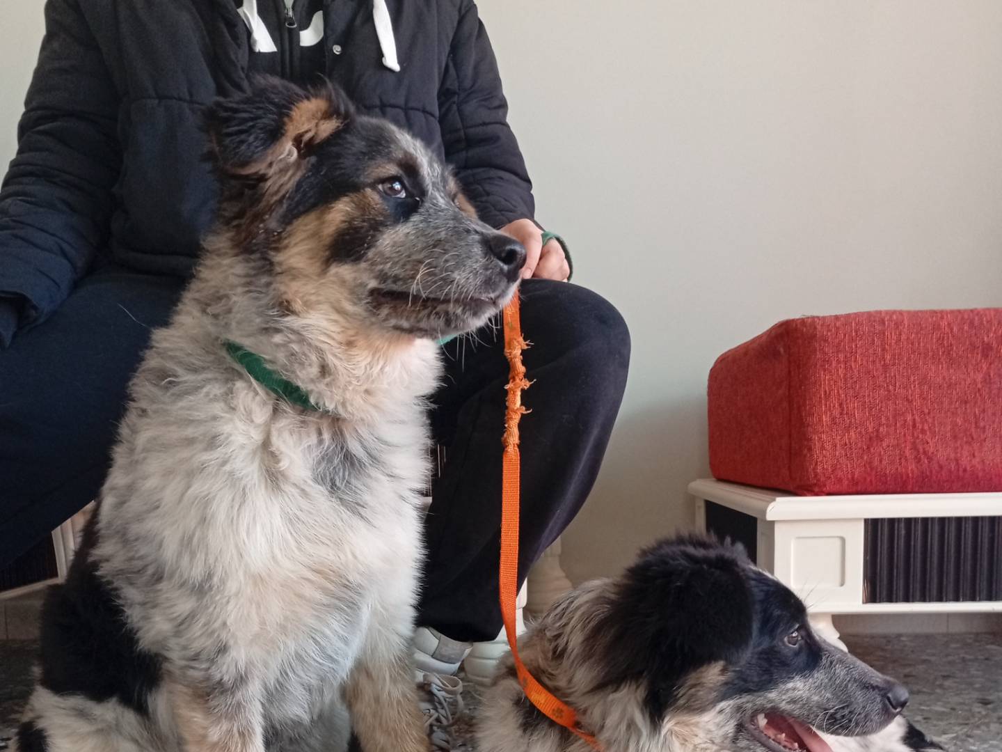 Vuoi adottare un cane a Roma?