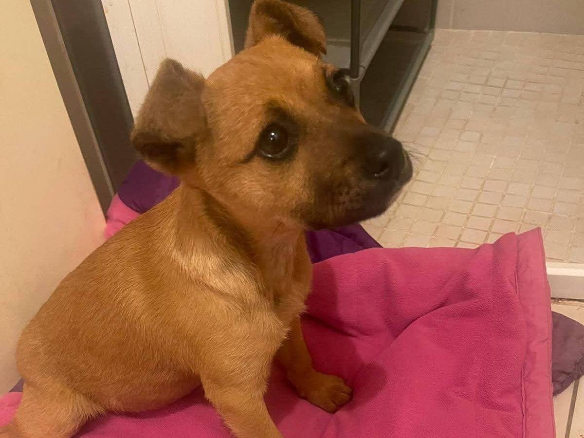 Vuoi adottare un cane a Frosinone?