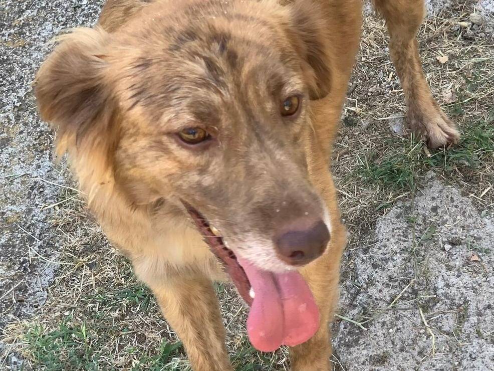 Adozione cane, maschio, Razza sconosciuta Razza sconosciuta, 3 anni, taglia media contenuta, Frosinone