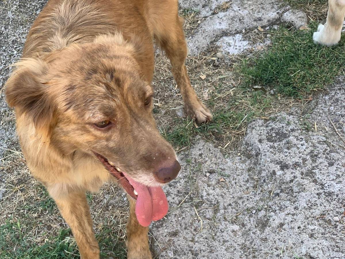 Adotta un cane, maschio, 3 anni, Frosinone