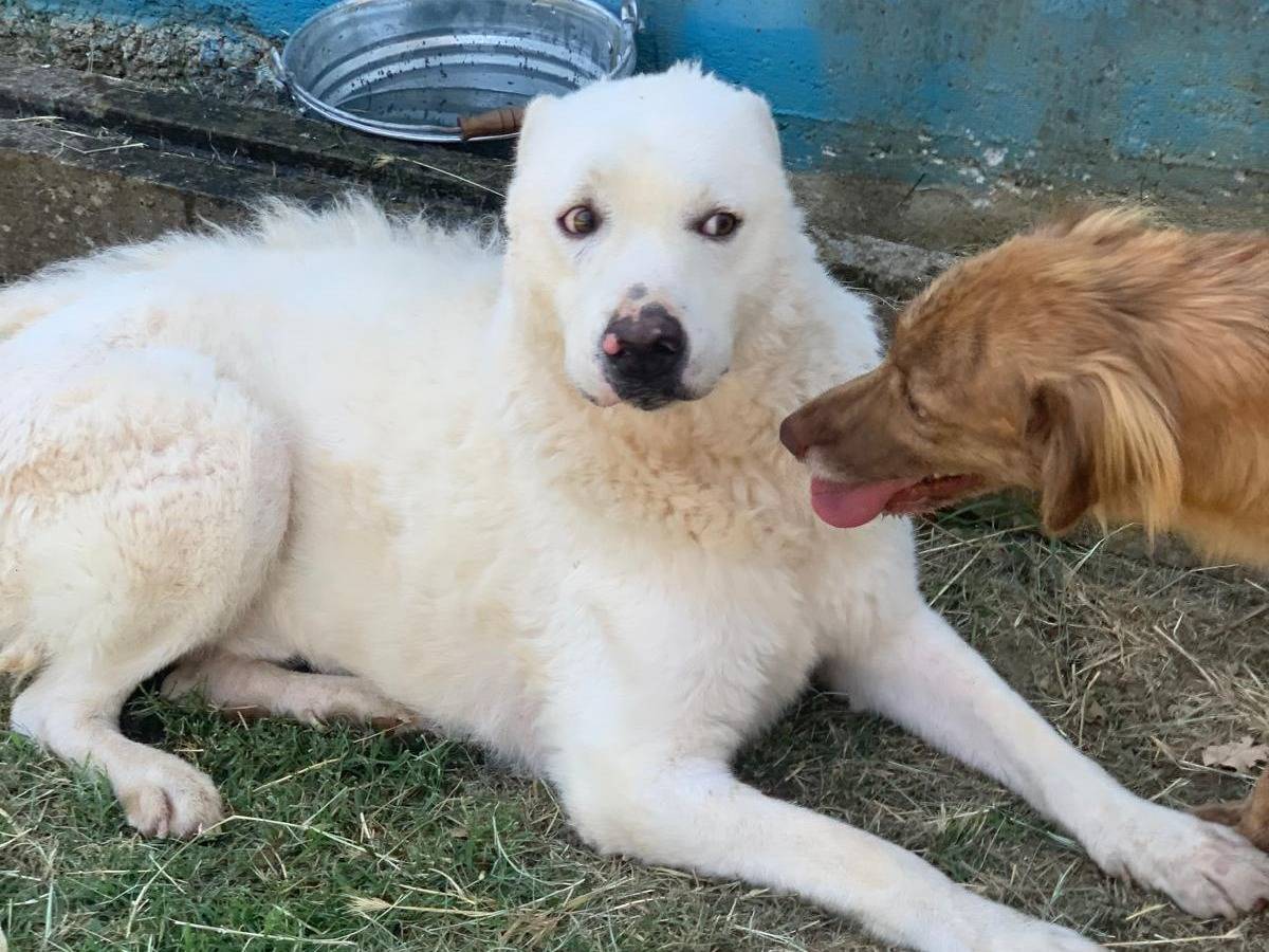 Adotta un cane, maschio, 6 anni, Frosinone