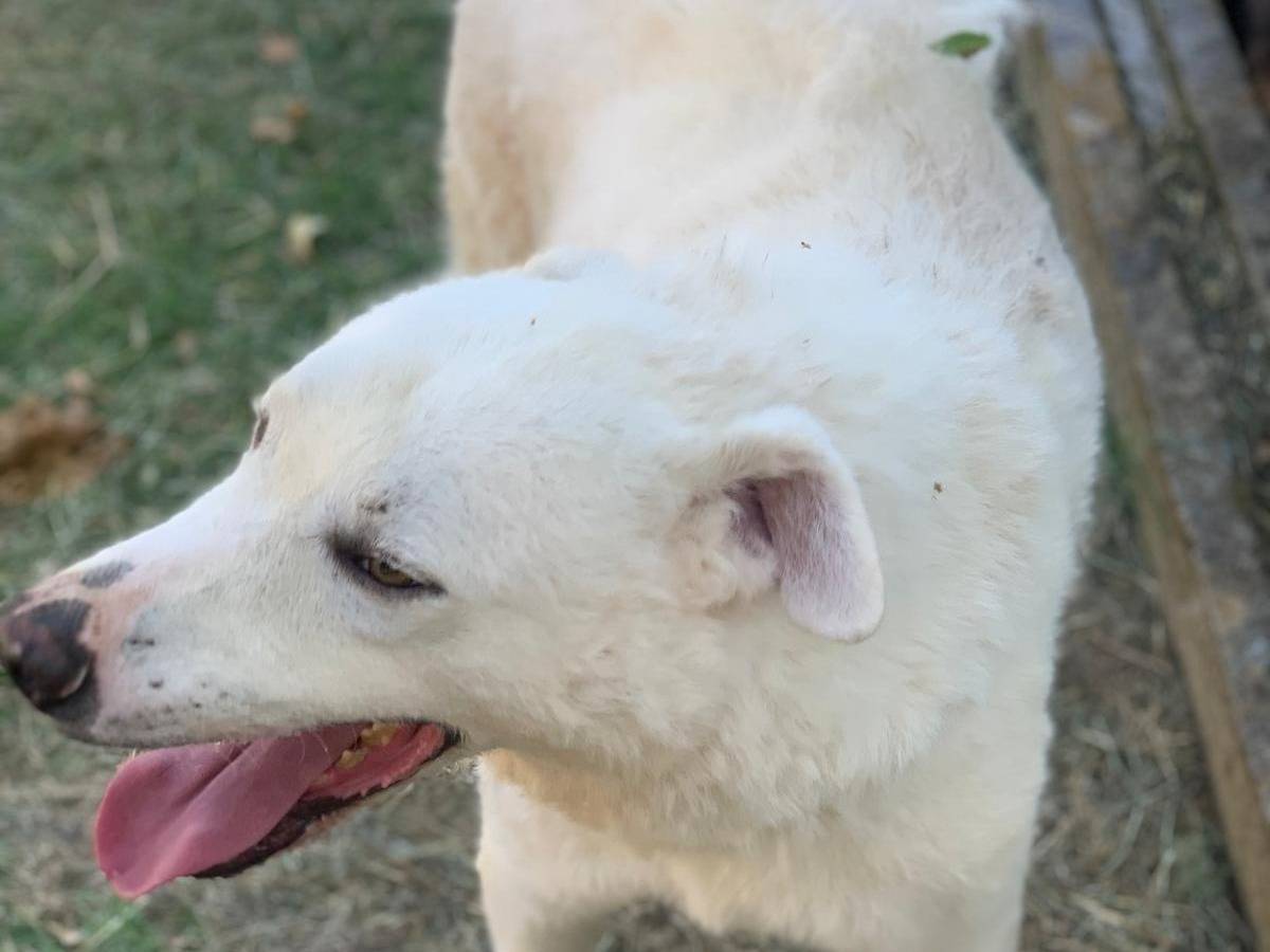 Adotta un cane, taglia media, maschio, Frosinone