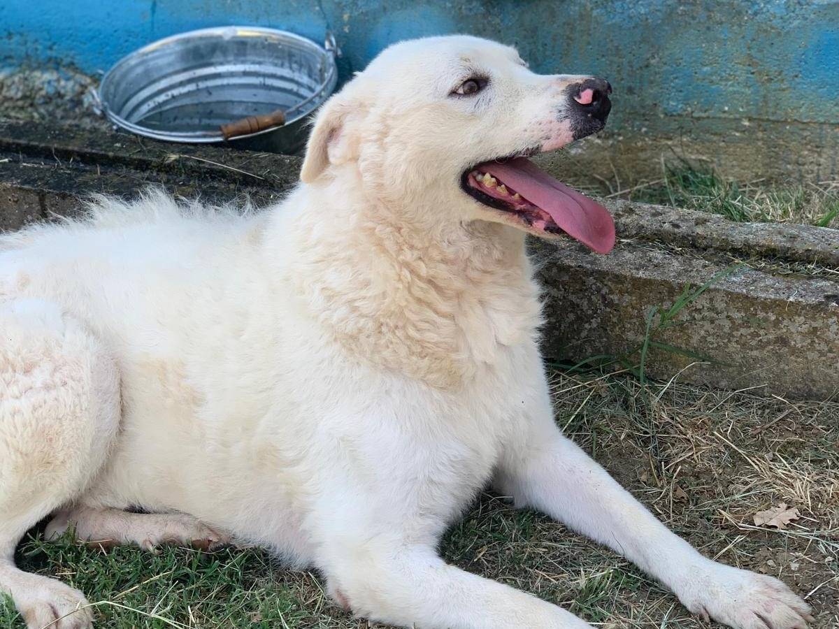 Vuoi adottare un cane a Frosinone?